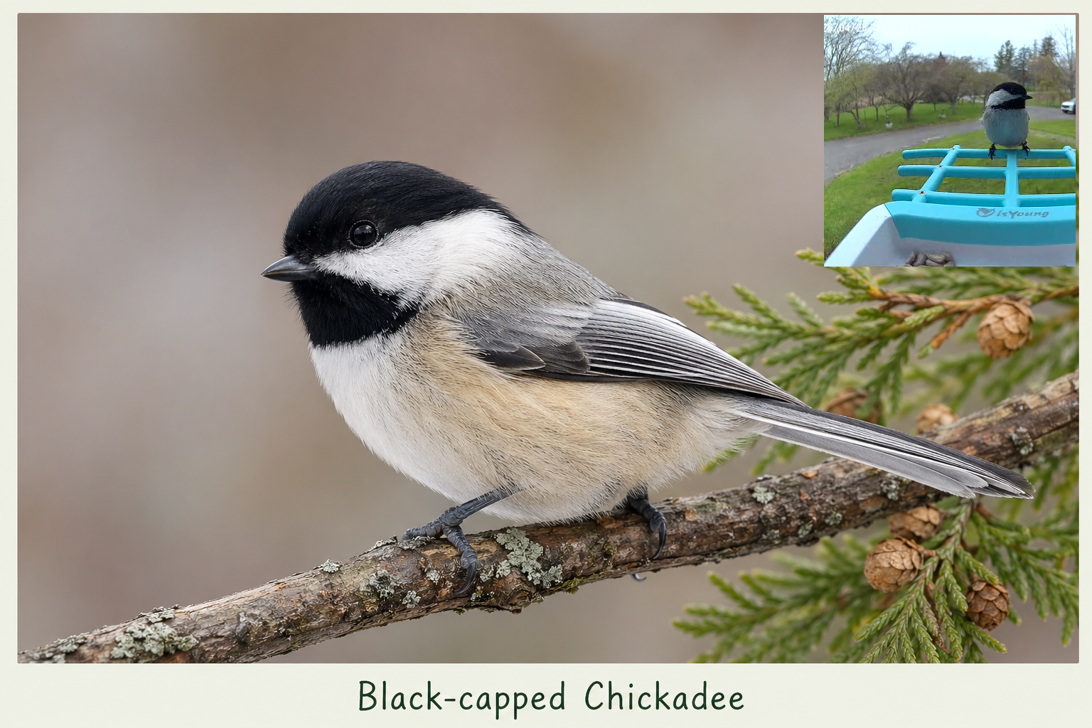 image of black-capped chickadee