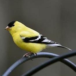 American Goldfinch