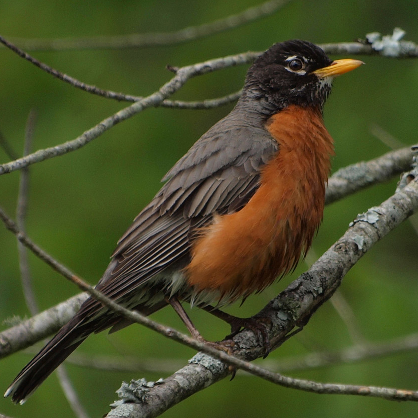 American Robin