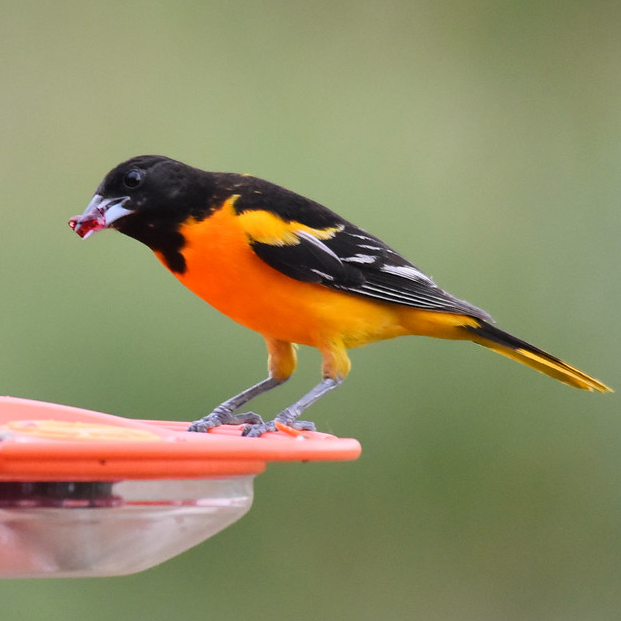 Baltimore Oriole