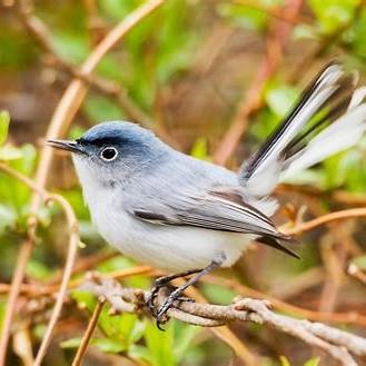 Blue-gray Gnatcatcher