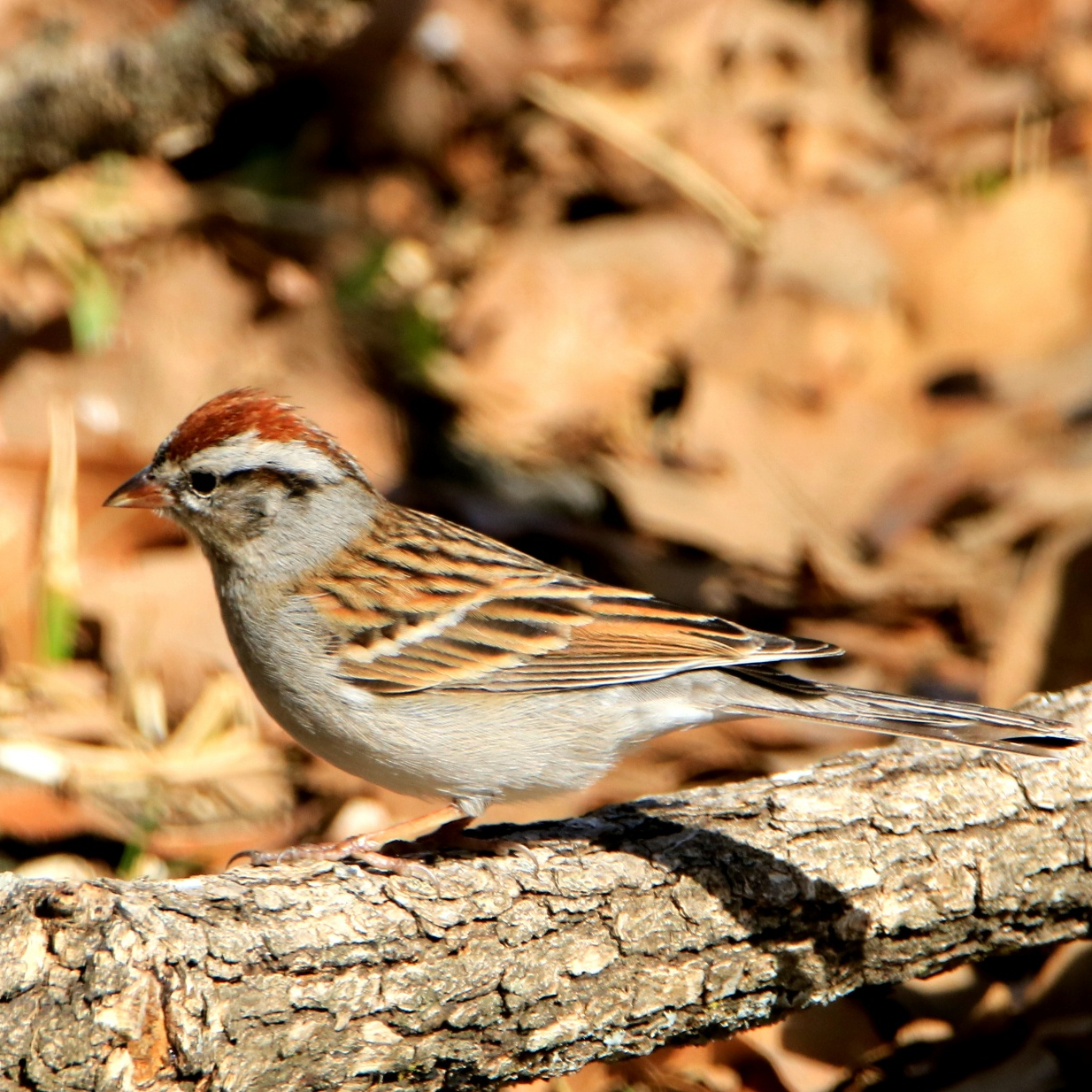 Chipping Sparrow