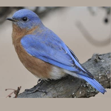 Eastern Bluebird