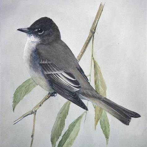Eastern Phoebe
