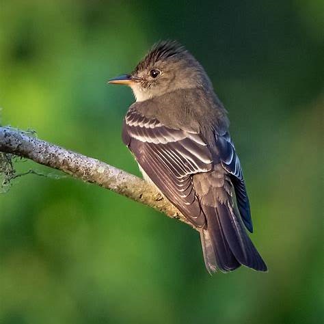 Eastern Wood Pewee