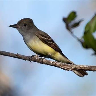 Great Crested Flycatcher