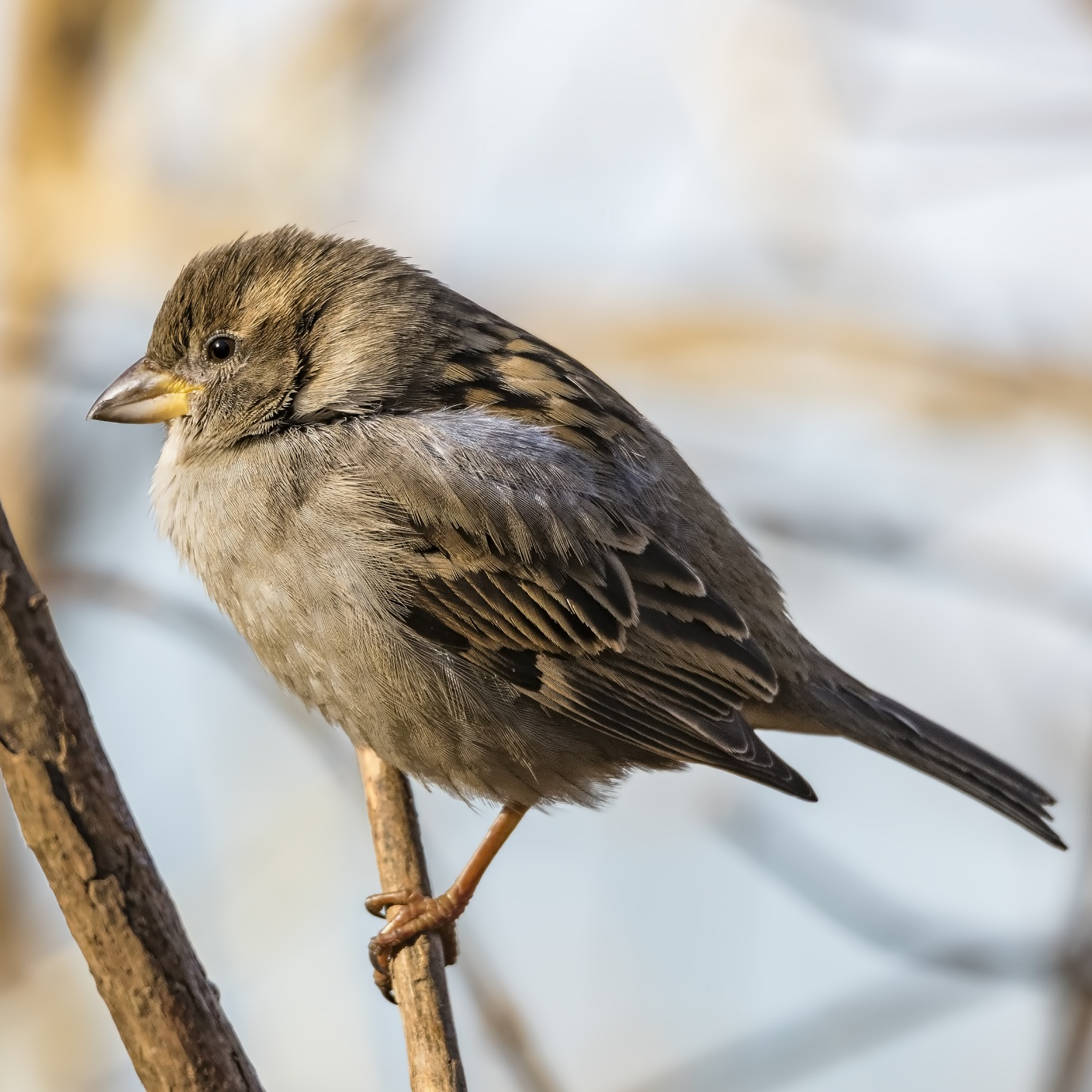 House Sparrow