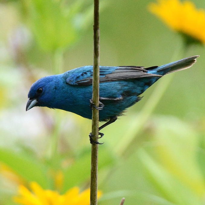 Indigo Bunting