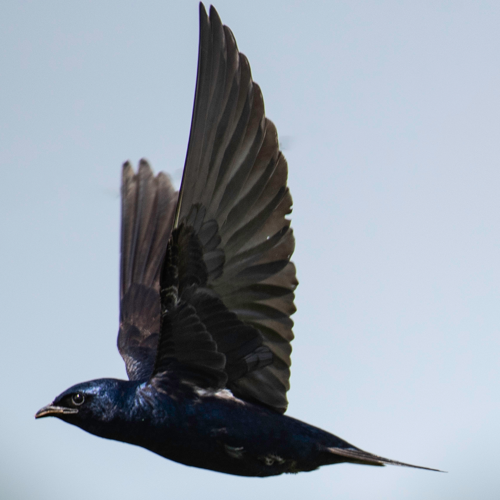 Purple Martin