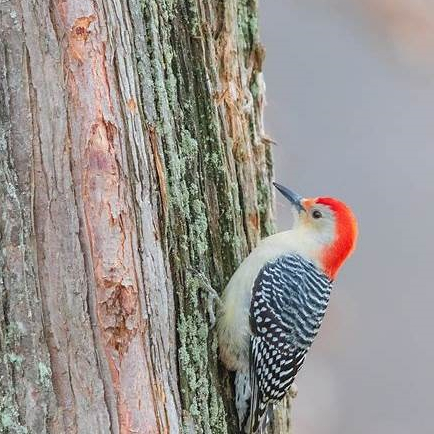 Red-bellied Woodpecker