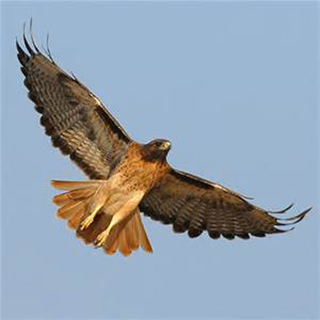 Red-tailed Hawk