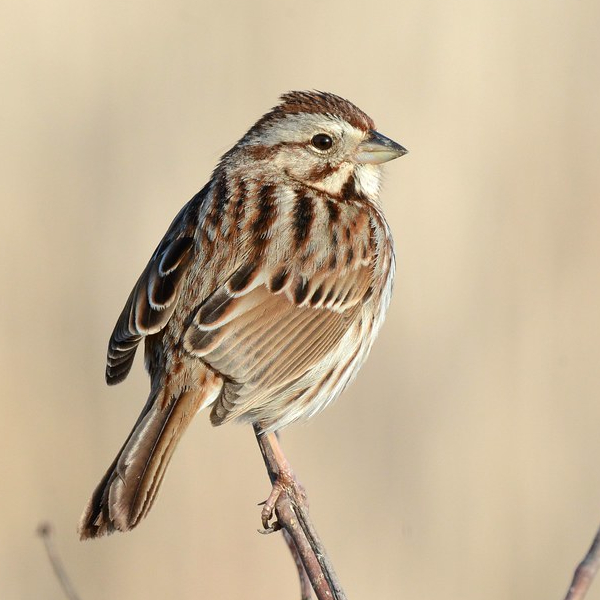Song Sparrow