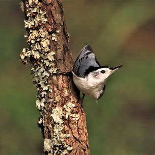 White-breasted Nuthatch